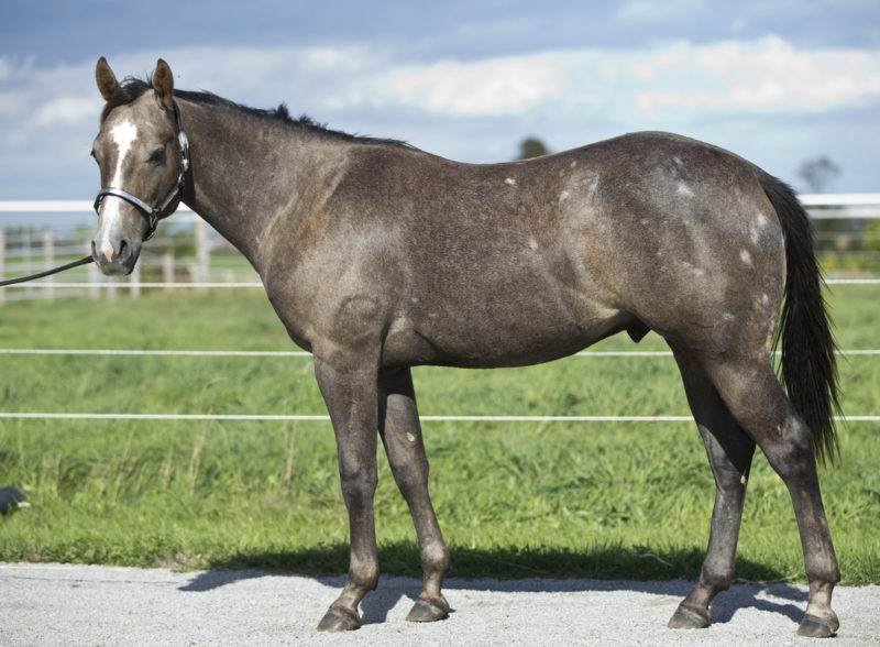 Listomatic - Reining prospect for sale