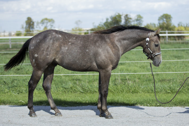 Listomatic - Reining prospect for sale